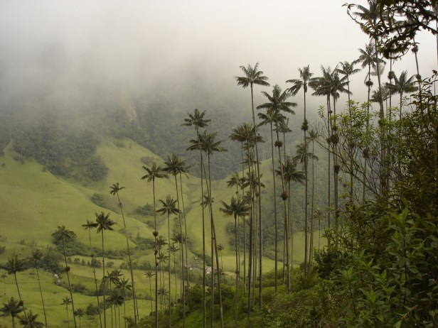 bogota-botanic-garden-ceroxylon_quindiuense_cocora