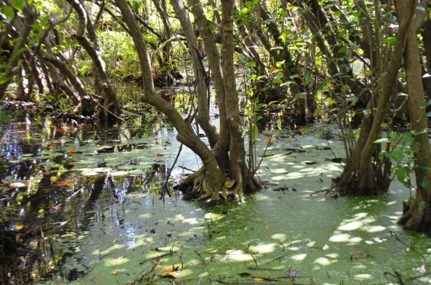 br-fortaleza_parque_do_coco-ju