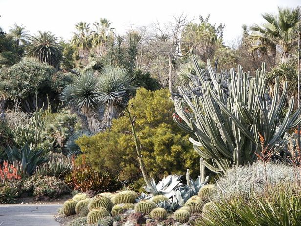 california-huntington_desert_garden_cactus_etc