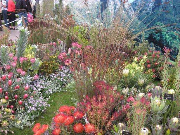 chelsea-flower-show-2009-kirstenbosch-2