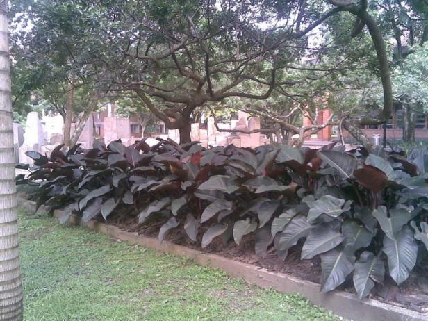 colombia-medellin-jardines-universidad-x25