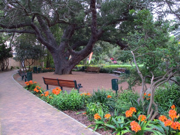 companys-gardens-south-africa-old-yellowwood-tree