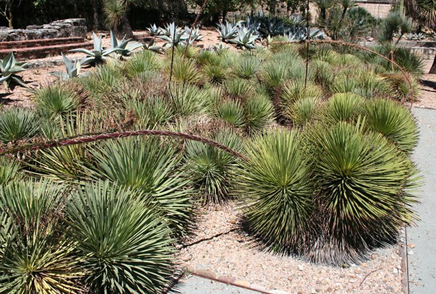 el-jardin-etno-botanico-oaxaca-mexico-agave-stricta-2