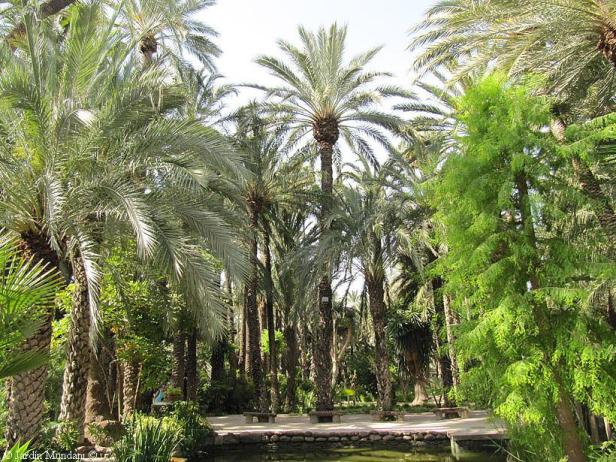 elche-jardin-del-huerto-del-cura-atas