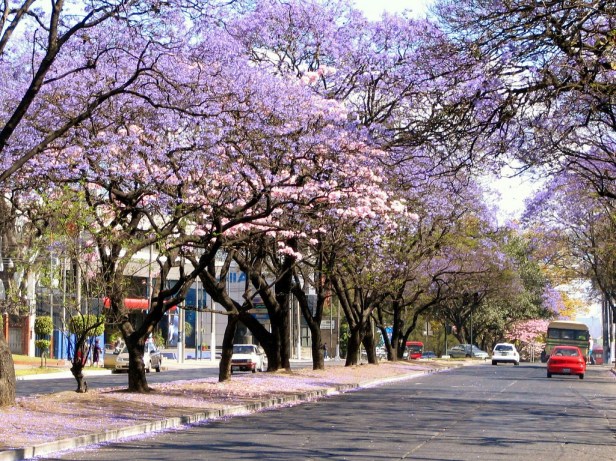 guatemala-avenida-castellana