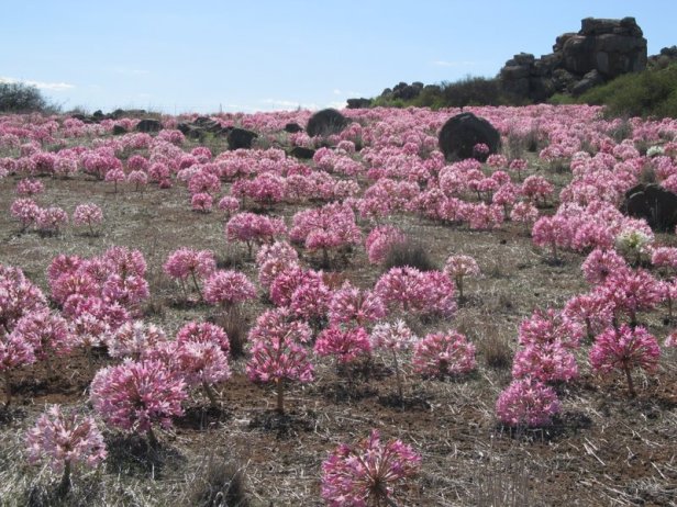 hantam-national-botanical-garden-nieuwoudville-brunsvigias