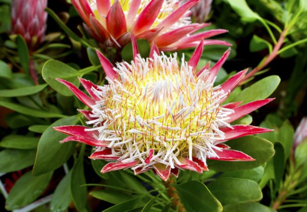 harold-porter-national-botanic-garden-south-africa-protea-cynaroides