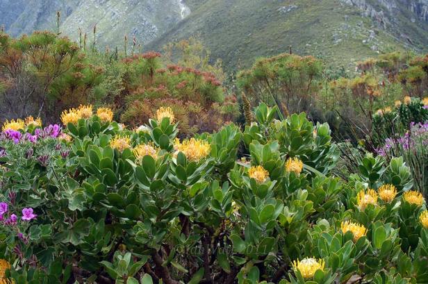 harold-porter-national-botanical-garden-kbz