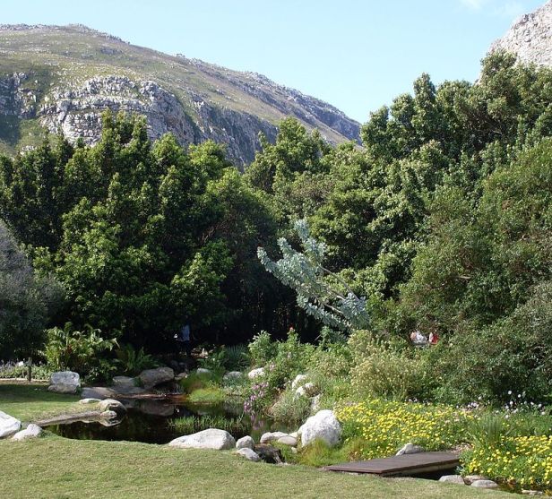 harold-porter-national-botanical-gardenrapanea_trees_and_waboom_in_harod_porter_gardens