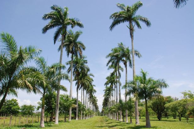 jardin-botanico-de-cienfuegos-xju-2