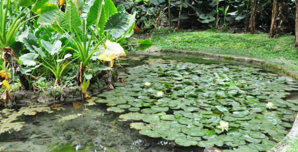 jardin-botanico-guillermo-turbaco