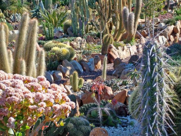 jardin-soekershof-de-plantas-suculentas