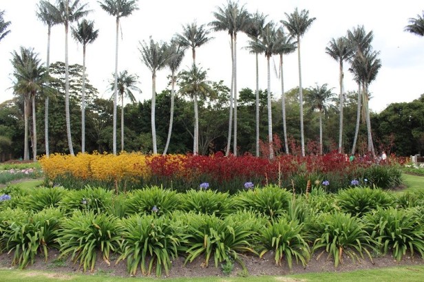 jardin-botanico-celestino-mutis-palms