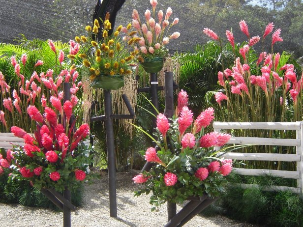 jardin-botanico-de-medellin-alpinia-purpurata