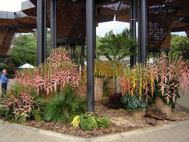jardin-botanico-de-medellin-heliconias-2_redimensionar