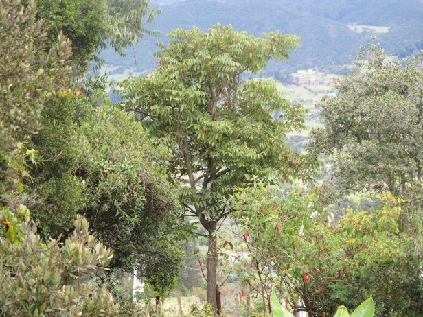 juglans-neotropica-como-arbol-insignia-de-bogota-nogal-frondoso