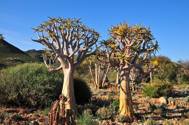 karoo-desert-national-botanical-garden-ajhg