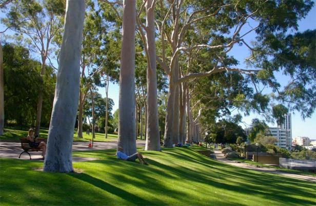 kings_park_perth-fraser-avenue-corymbia-citriodora