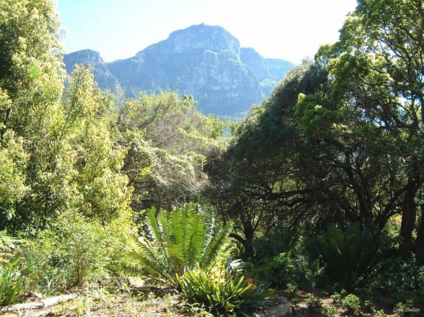 kirstenbosch-15_redimensionar