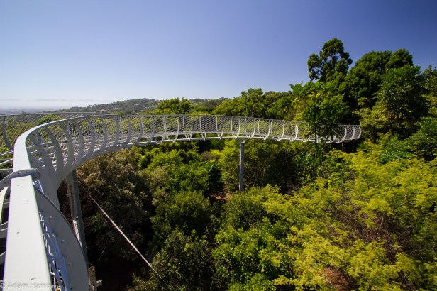 kirstenbosch-treetop-walkway