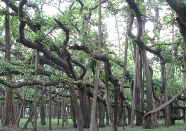 kolkata-botanic-garden-z