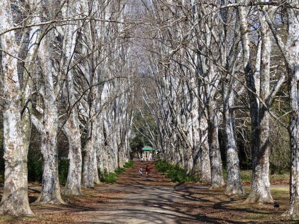 kwazulu-natal-jardin-botanico-nacional-pietermaritzburg-sudafrica-plantane_trees_botanical_gardens_pietermaritzburg