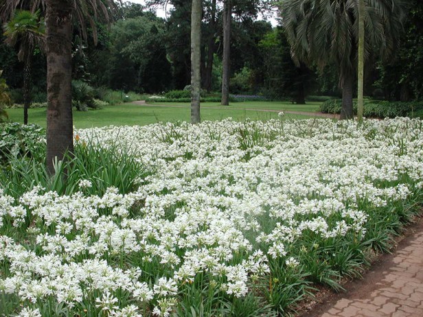 kzn-botanical-gardens-3