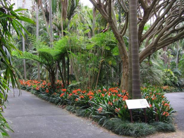 palm-grove-in-sydneys-botanic-gardens