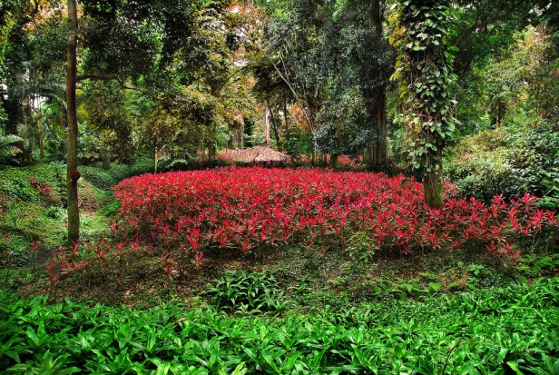 parque-de-la-exotica-flora-tropical-yaracuy-este-www-2