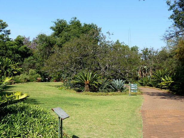 pretoria-national-botanical-garden-broodboomtuin_a_pretoria_nasionale_botaniese_tuin