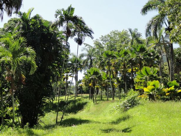 _puerto-rico-_san_juan_botanical_garden-2