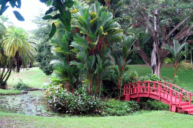 puerto_rico_university-botanical_gardens_01-2