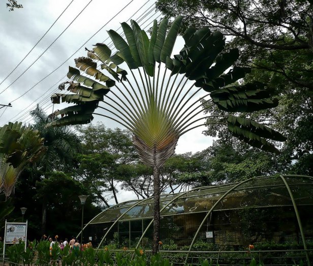 ravenala-madagascariensis