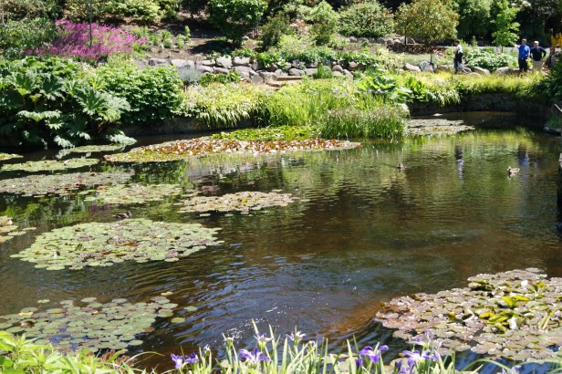 royal-tasmanian-botanical-gardens-xtr