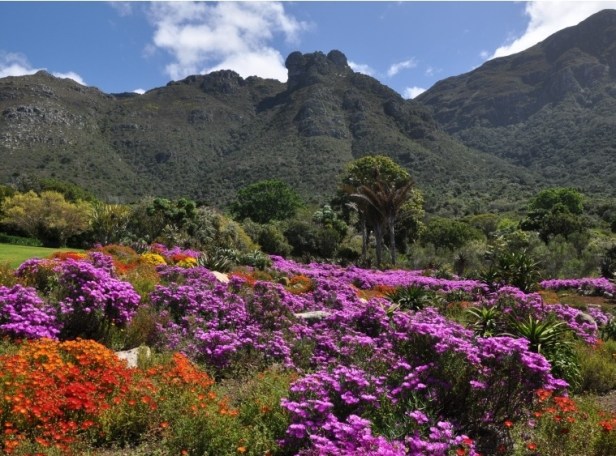 sa-kirstenbosch-cape-town-south-africaspring-at-kb-vygies