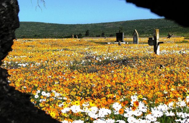 sa-namaqualand-wild-flowernamaqualand-flowers-graveyard