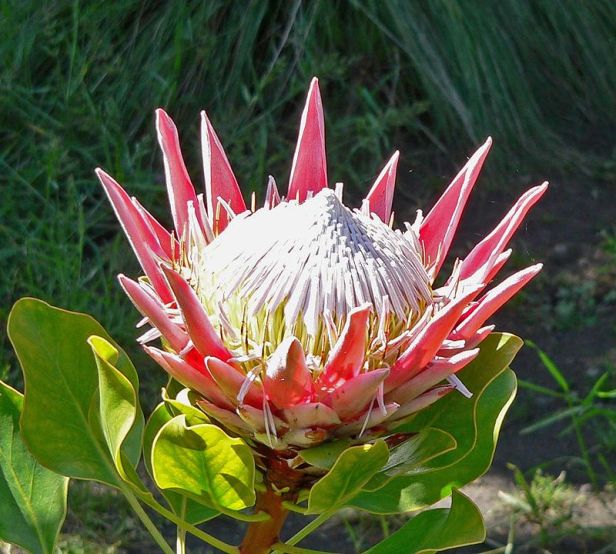 sa-protea_cynaroides_5