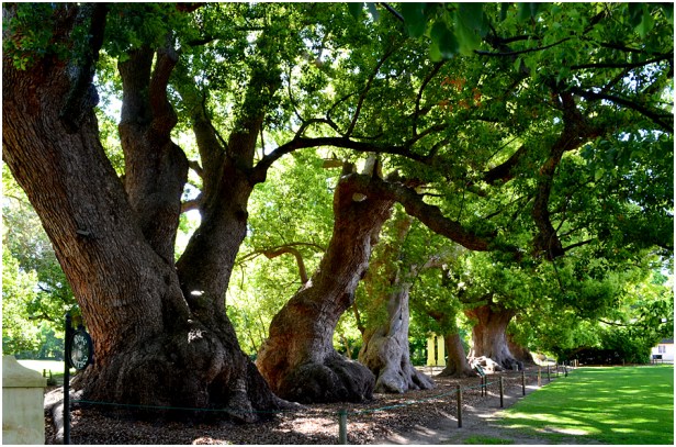 sa-these-old-camphor-trees-were-planted-by-van-der-stel-between-1700-and-1706