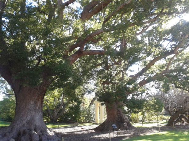 sa-vergelegen-winelands-cinnamomum