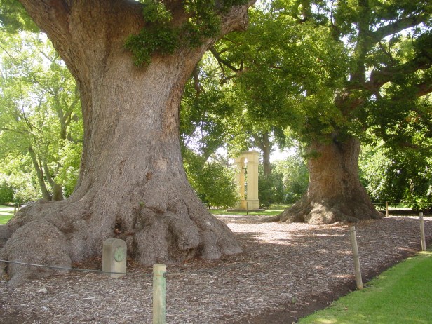 sa-wine-vergelegen-camphor-trees