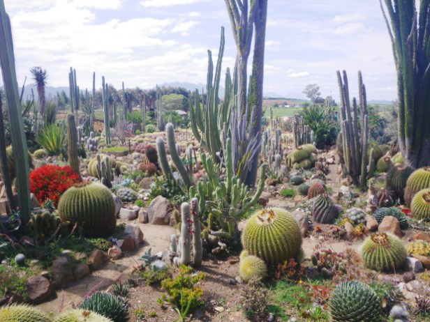 sheilam-cactus-garden-sudafrica