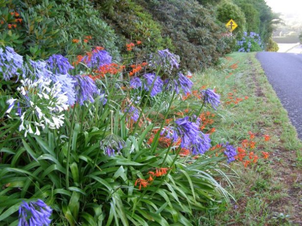 tikorangi-abbie-jury-blue