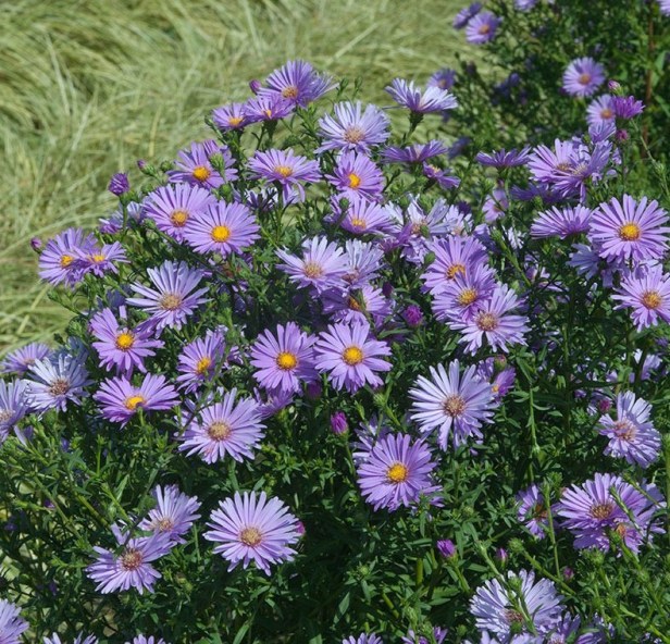 usa-aster-novi-belgii