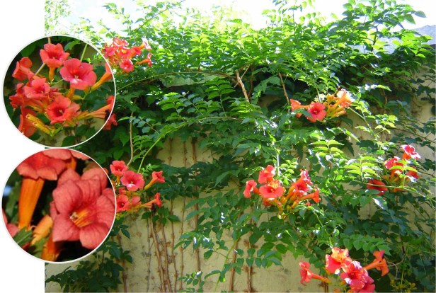 usa-flora-de-america-campsis-radicans-jazmin-de-virginia