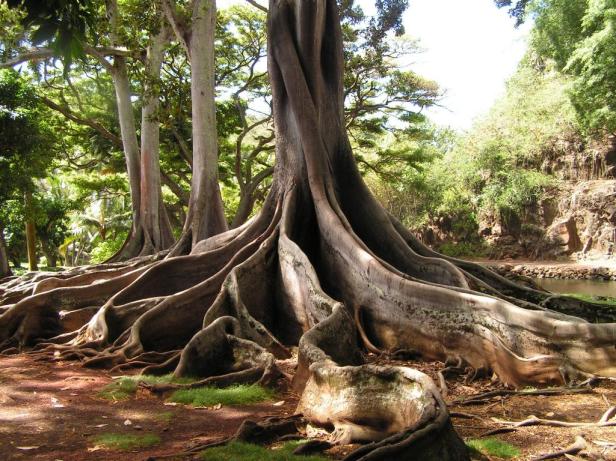 allerton-gardens-hawai-4-2