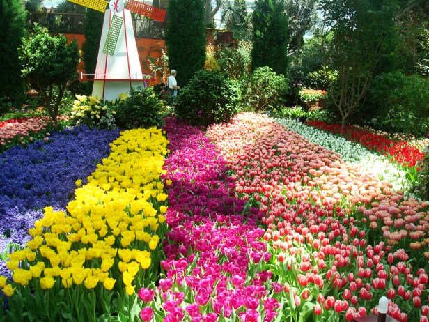 garden-of-the-bay-tulipmania-po