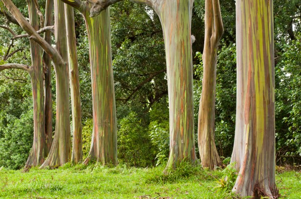 hawaii-keanae-arboretum-we-2