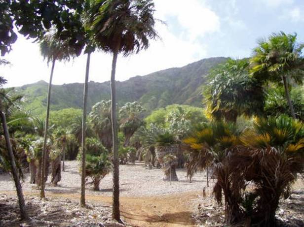 koko-crater-botanical-gardens-hawai-3