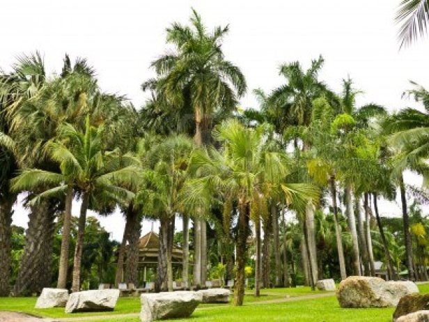 lumpini-public-park-in-bangkok
