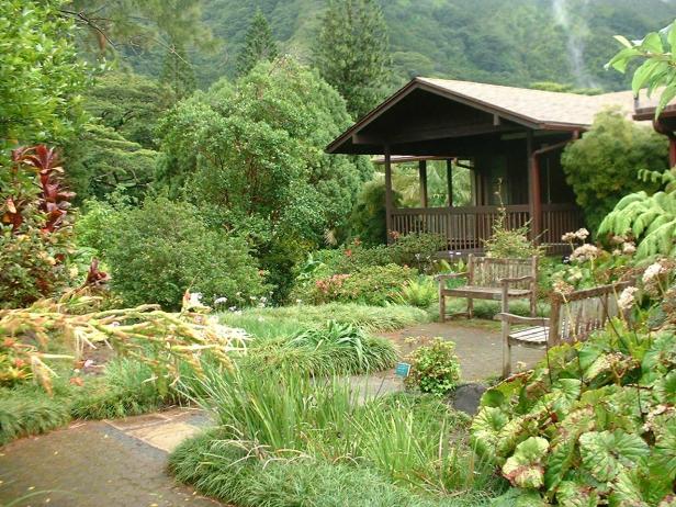 lyon-arboretum-garden-hawai